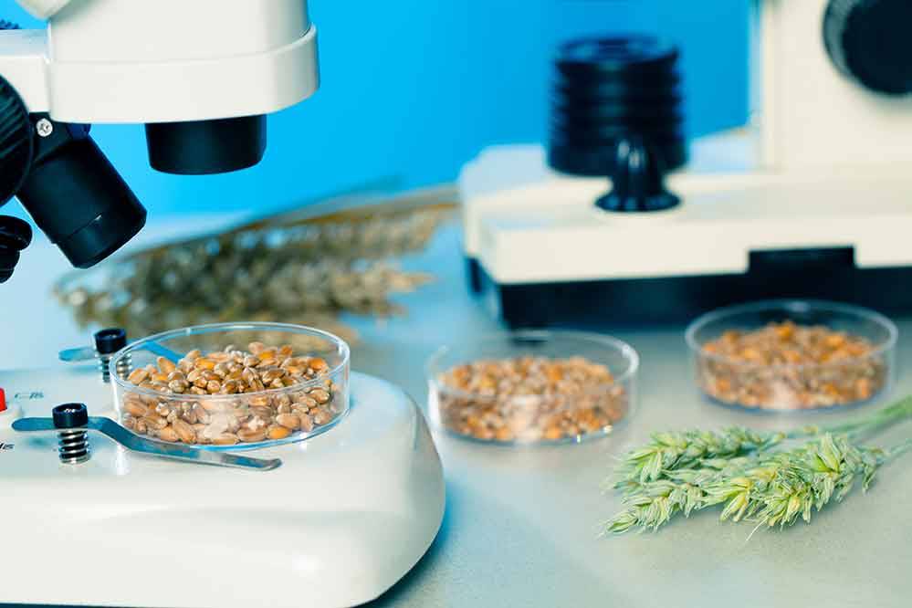 The need for knowledge-based companies to enter the field of food security